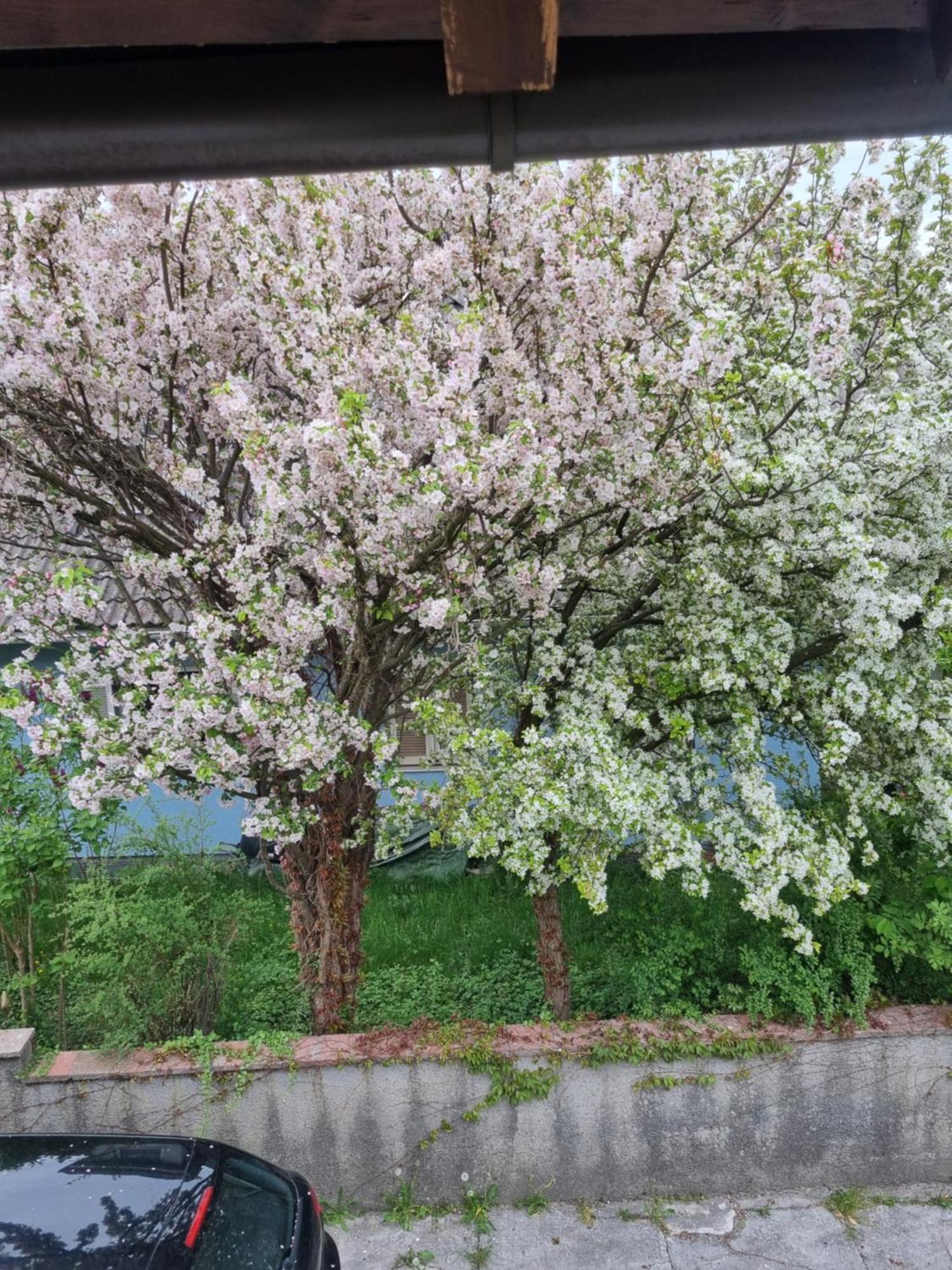 Ferienwohnung Anna Grödig Kültér fotó